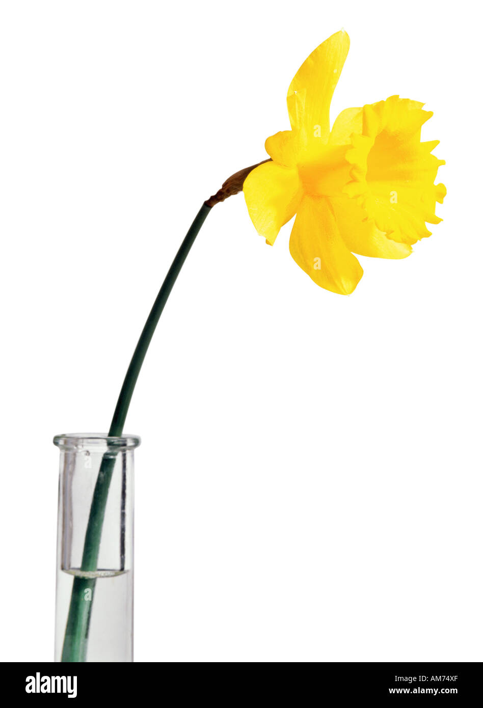 Eine Narzisse in einer Vase-Seitenansicht Stockfoto
