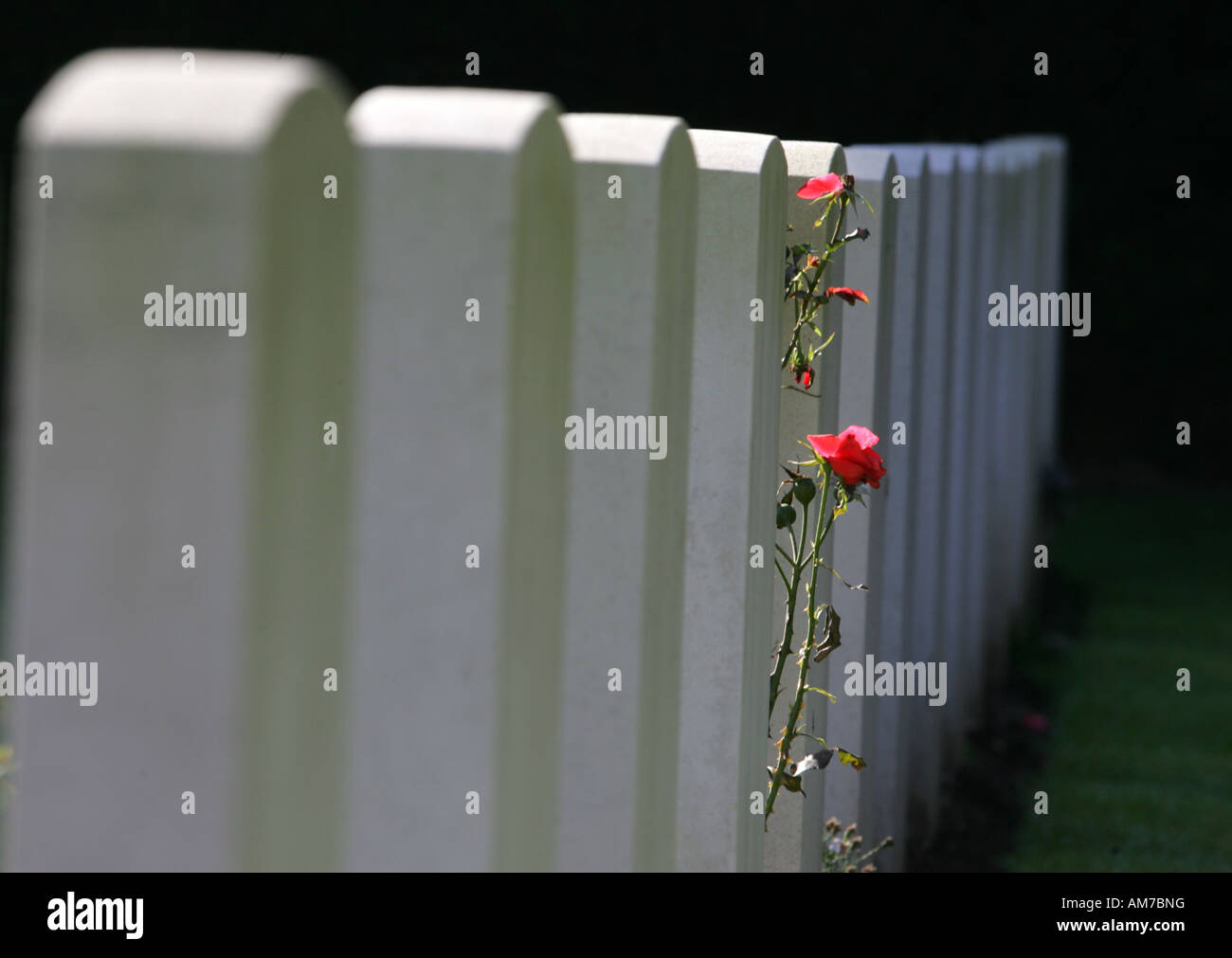 Rose zwischen Grabsteine, englische Soldatenfriedhof, Köln, Nordrhein-Westfalen, Deutschland Stockfoto