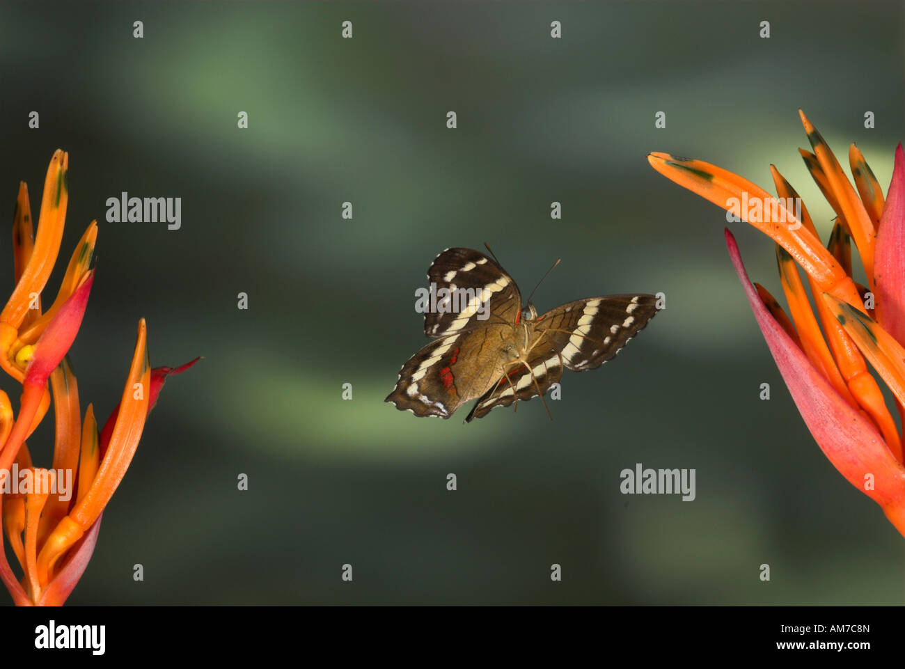 Banded Peacock oder Fatima Schmetterling Anartia Fatima im Flug Costa Rica Stockfoto