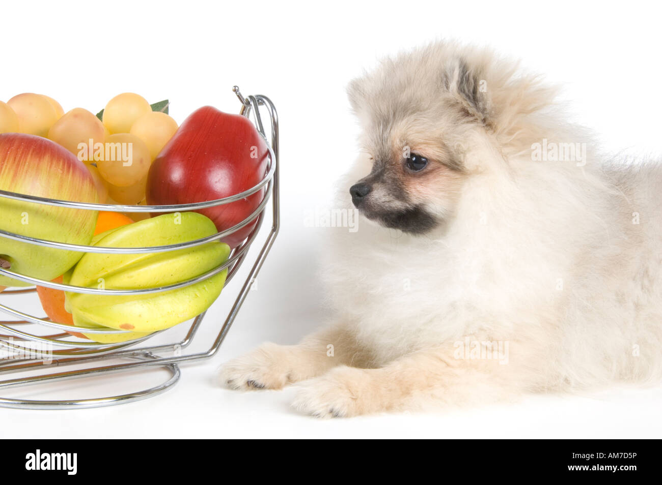 rot; Hund; Haustiere; nach unten; Kopf; Liebe; Augen; Gesicht; Haut; Essen; Zitrone; Grün; weiß; Braun; Traube; klein; Humor; Farbe; Apple; Frucht; Stockfoto