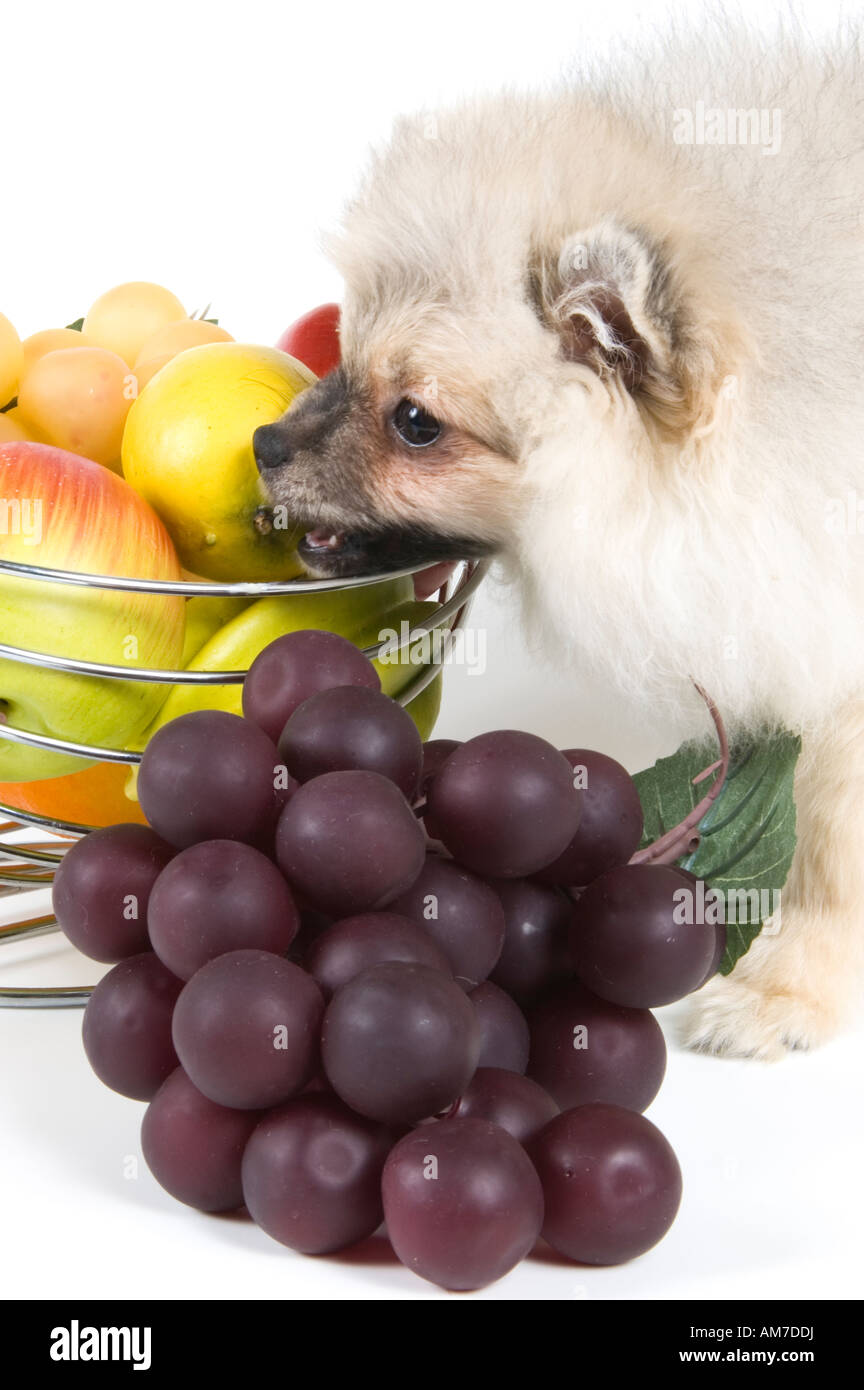rot; Hund; Haustiere; nach unten; Kopf; Liebe; Augen; Gesicht; Haut; Essen; Zitrone; Grün; weiß; Braun; Traube; klein; Humor; Farbe; Apple; Frucht; Stockfoto