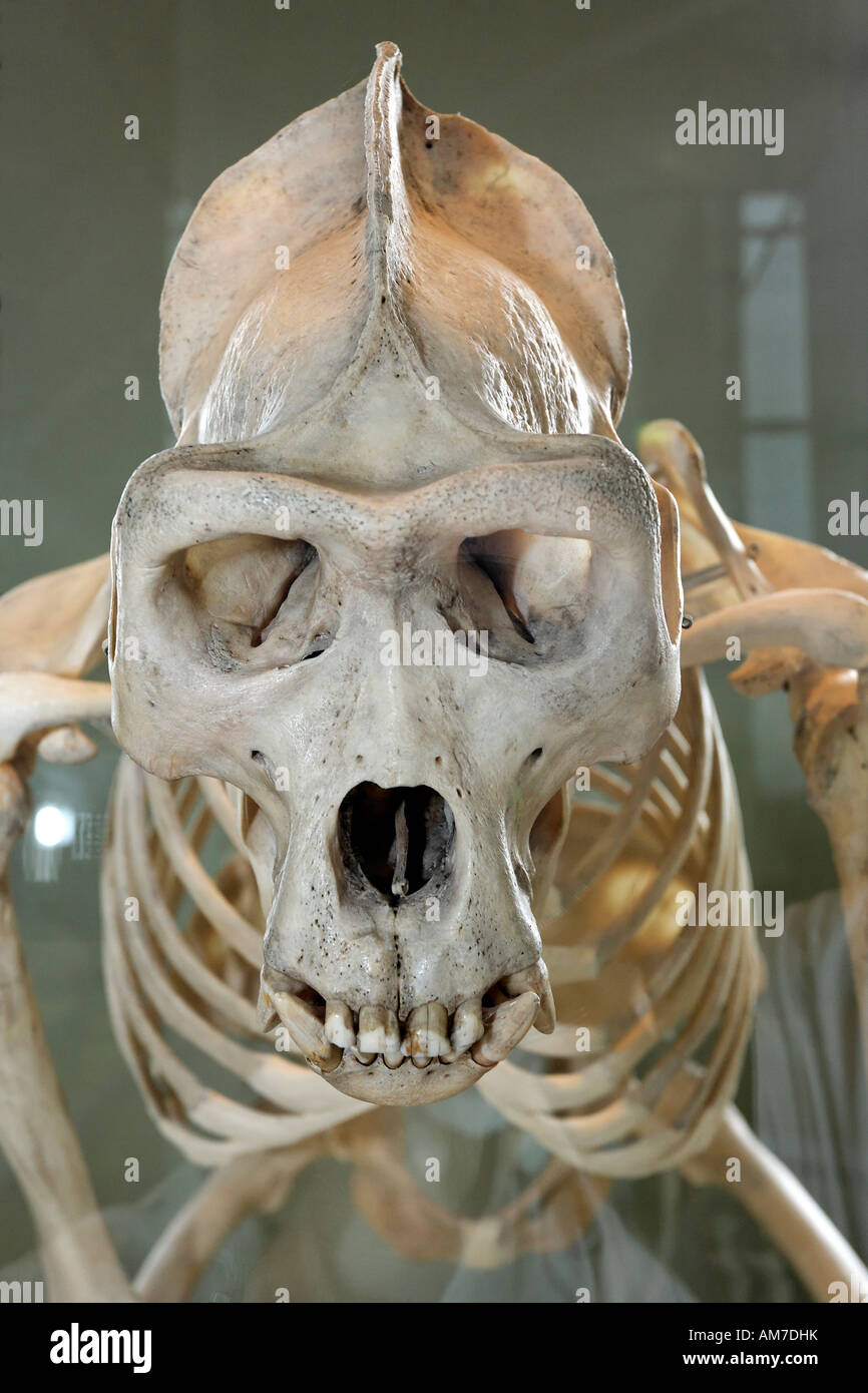 Schädel und Skelett eines Orang-Utans, Naturkundemuseum, Schloss Rosenstein, Baden-Württemberg, Deutschland Stockfoto