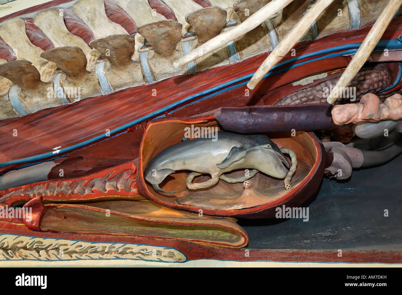 Embryo von einem Wal, Reproduktion, Museum für Naturkunde, Stuttgart, Schloss Rosenstein, Baden-Württemberg, Deutschland Stockfoto