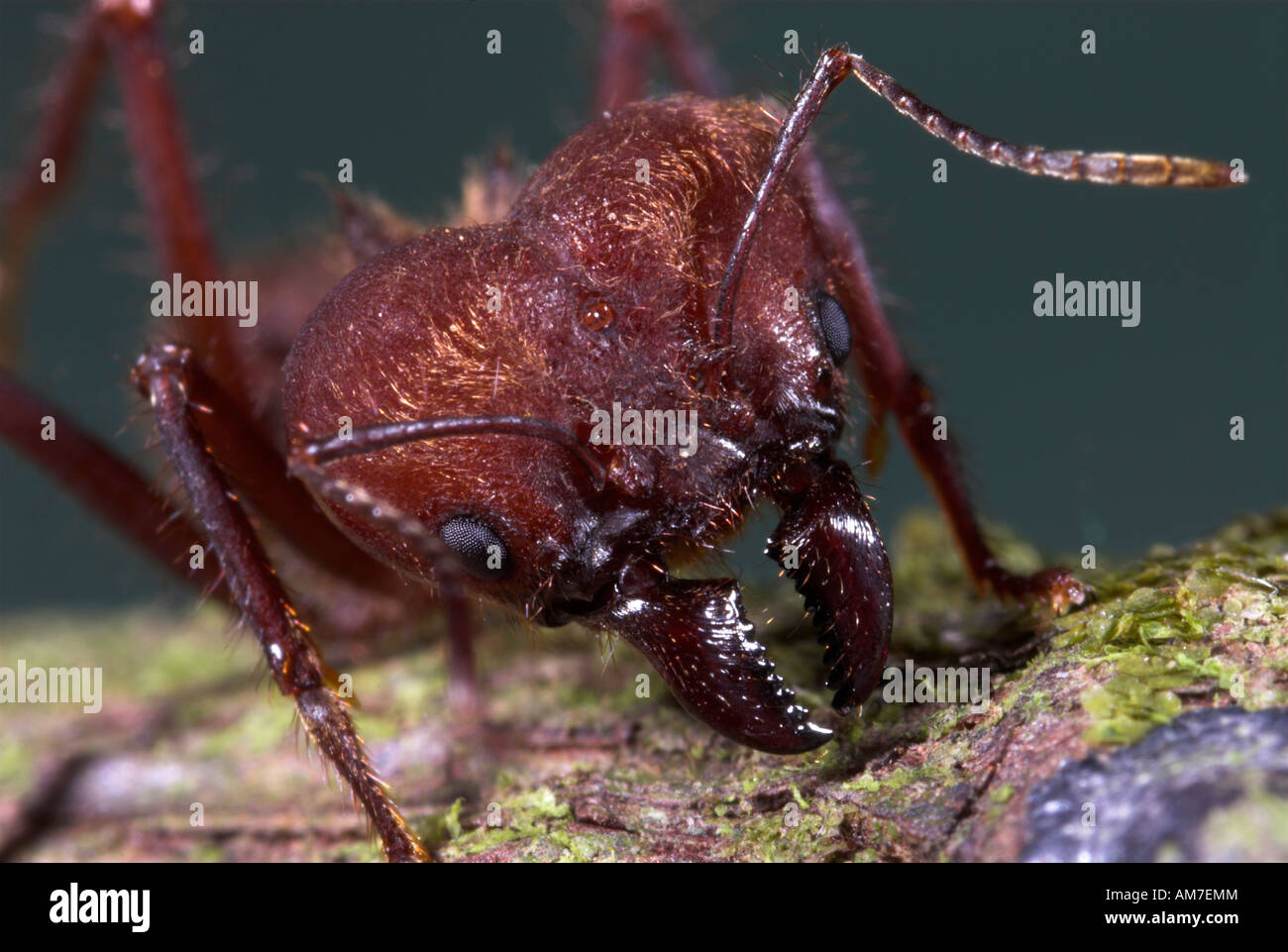 Soldier ant leaf cutter atta -Fotos und -Bildmaterial in hoher Auflösung –  Alamy