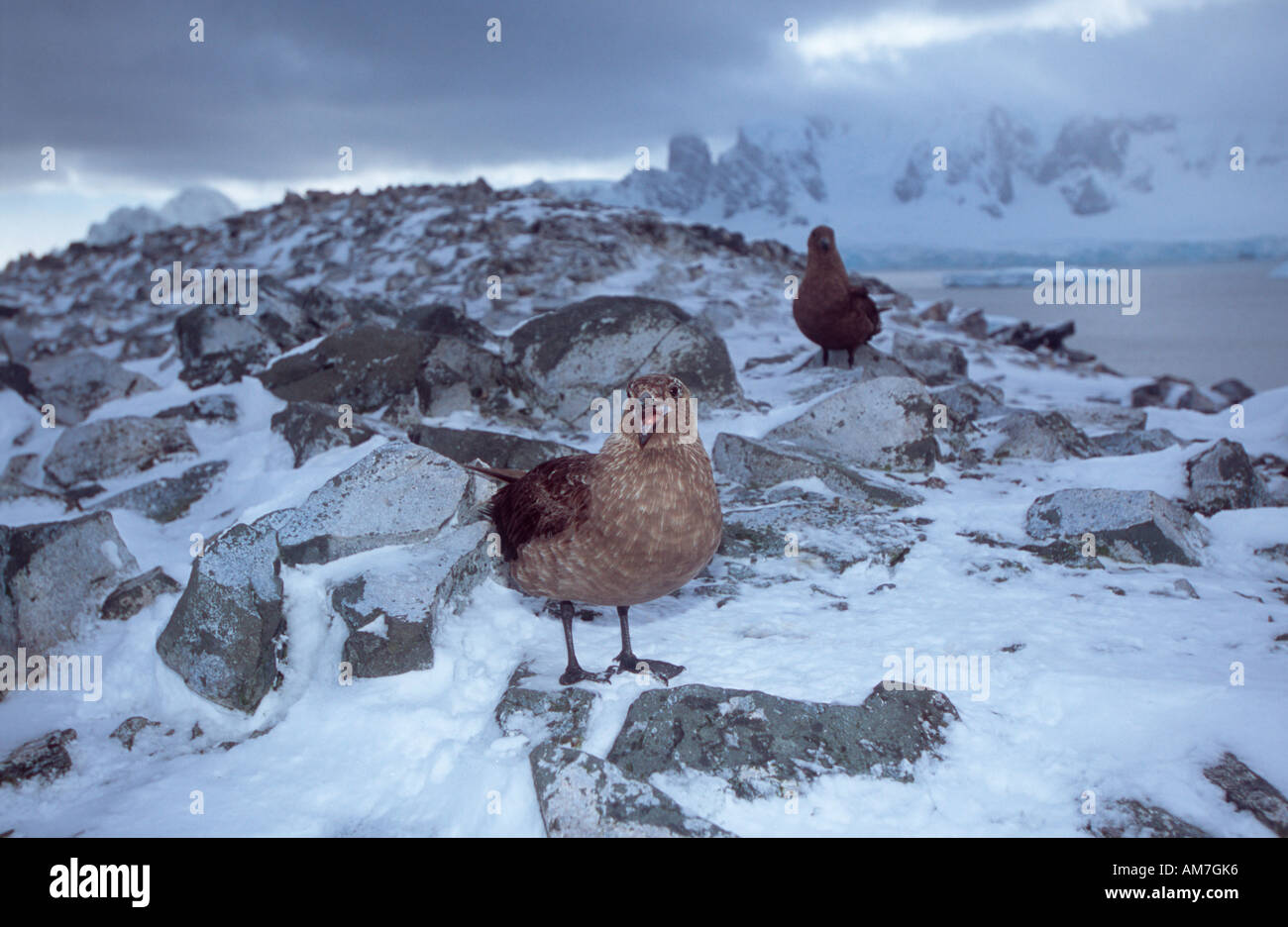 Antartic Skua (Seevogel), Skua, Raubmoewe, Stercorarius Antarctica, Süd-Shetland-Inseln, Antarktis Stockfoto