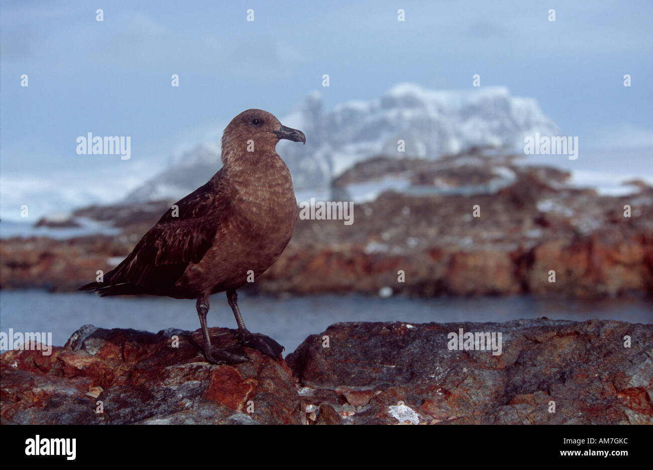 Antartic Skua (Seevogel), Skua, Raubmoewe, Stercorarius Antarctica, Süd-Shetland-Inseln, Antarktis Stockfoto
