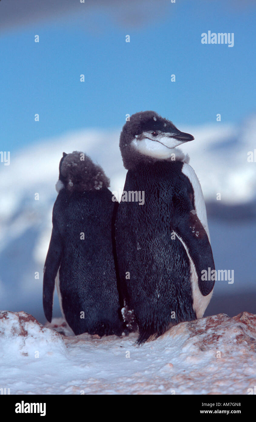 Kinnriemen Pinguin, Zügelpinguin, Kehlstreifenpinguin, Pygoscelis Antarctica, Antarktis Stockfoto
