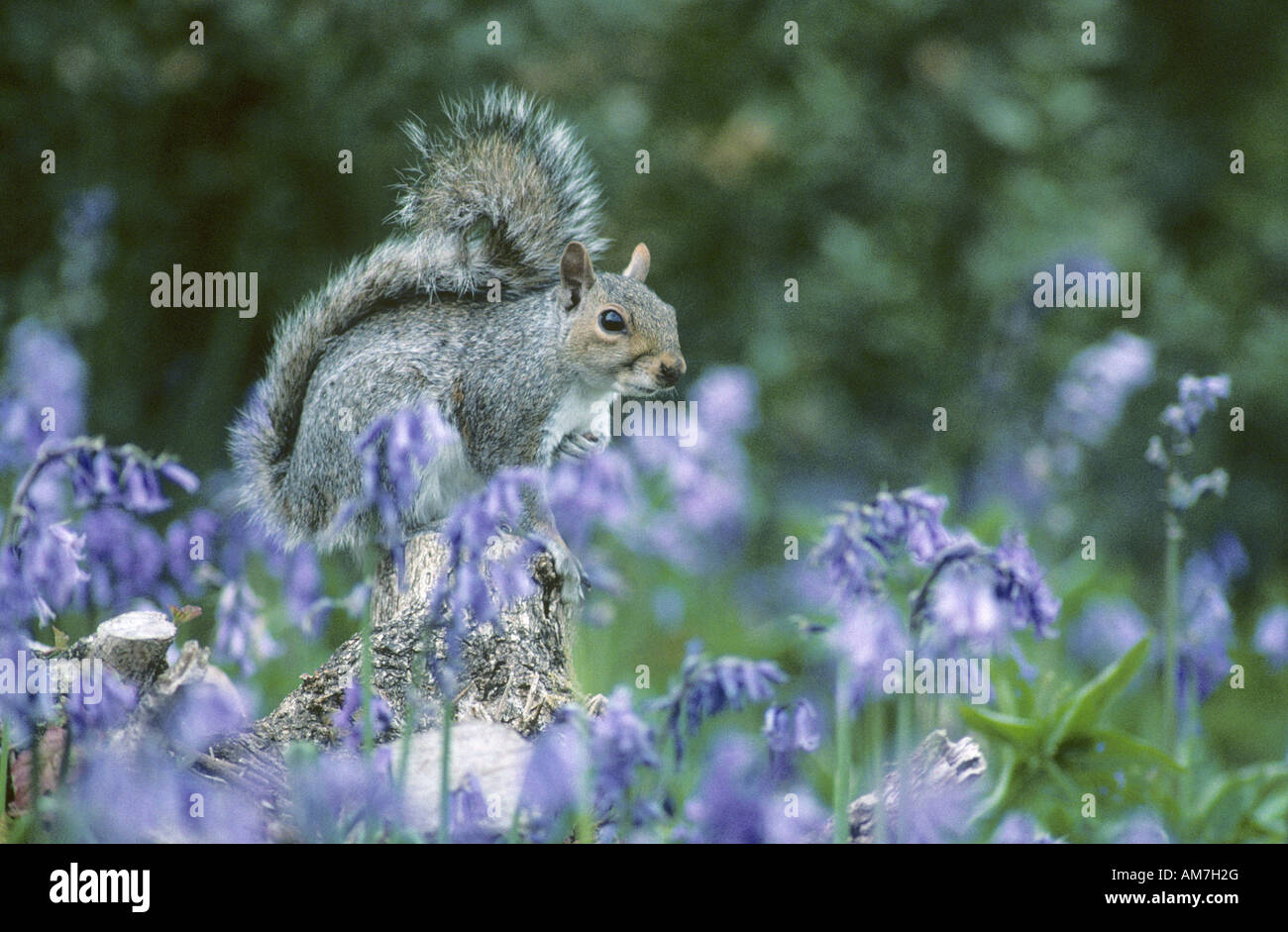 Graue Eichhörnchen unter Glockenblumen Kent England Stockfoto