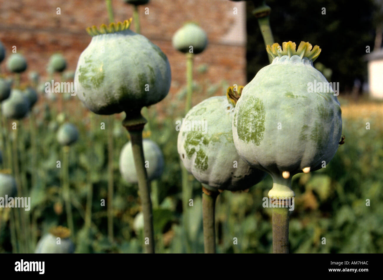 Opium Poppyhead Droge Drogen Opium Poppy Seed Stockfoto
