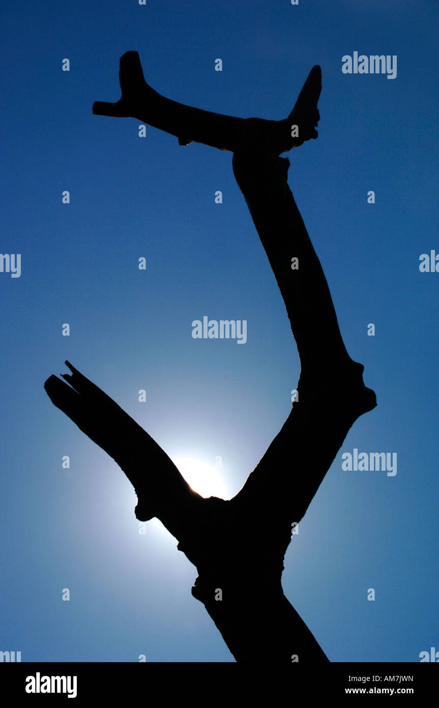 Eine Silhouette Baumstamm Heckscheibe durch die Sonne, eine prähistorische skulpturale Bild erzeugt. Stockfoto