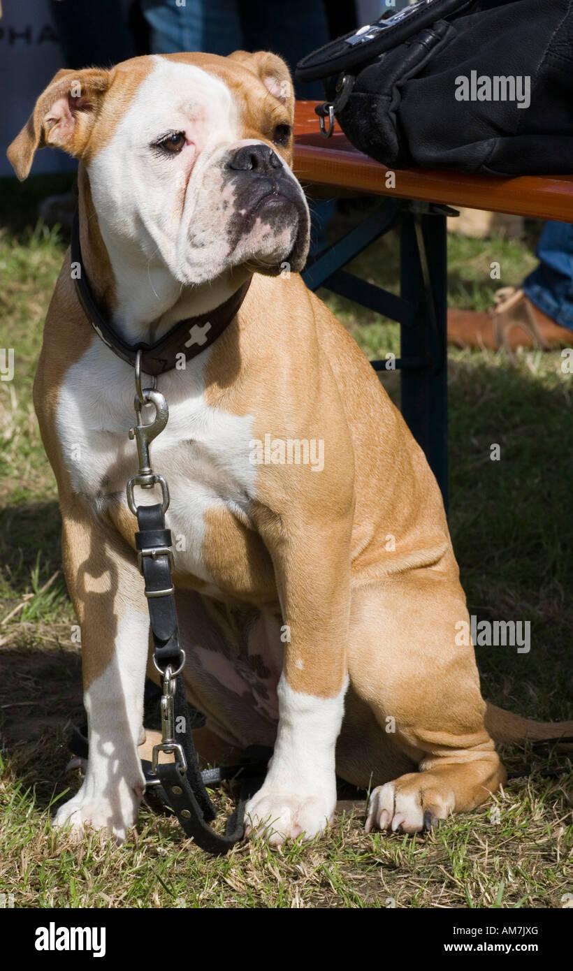 Aufmerksame Bulldog, Deutschland Stockfoto