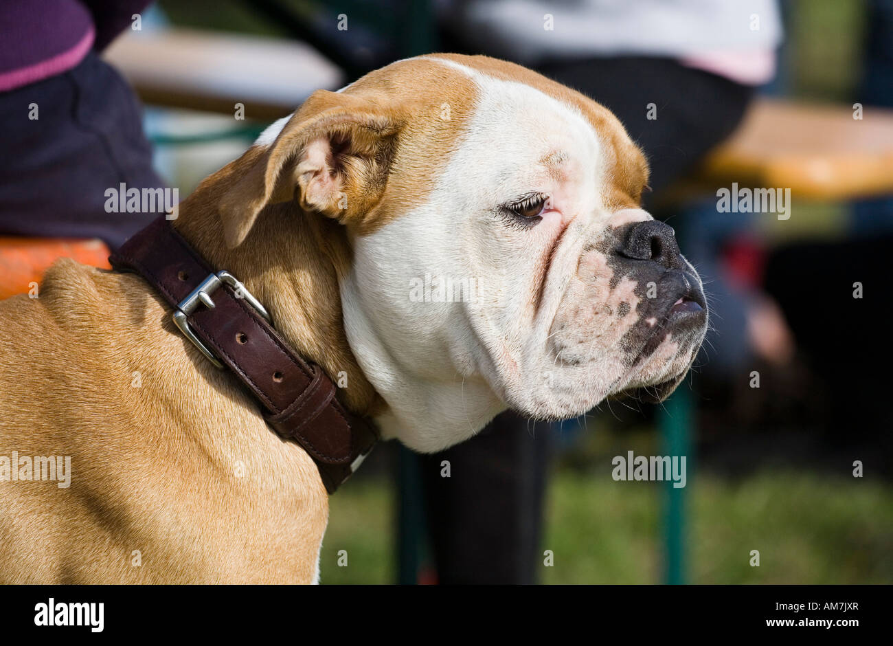 Aufmerksame Bulldog, Deutschland Stockfoto