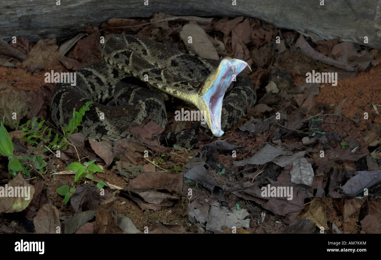 Lanzenotter Schlange auffällig Bothrops Asper Costa Rica Stockfoto