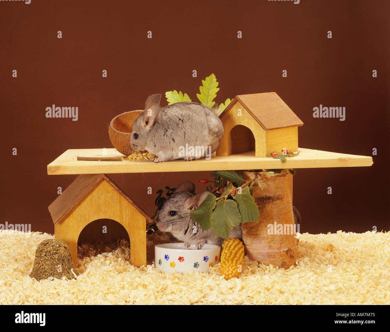 zwei Chinchillas Stockfoto