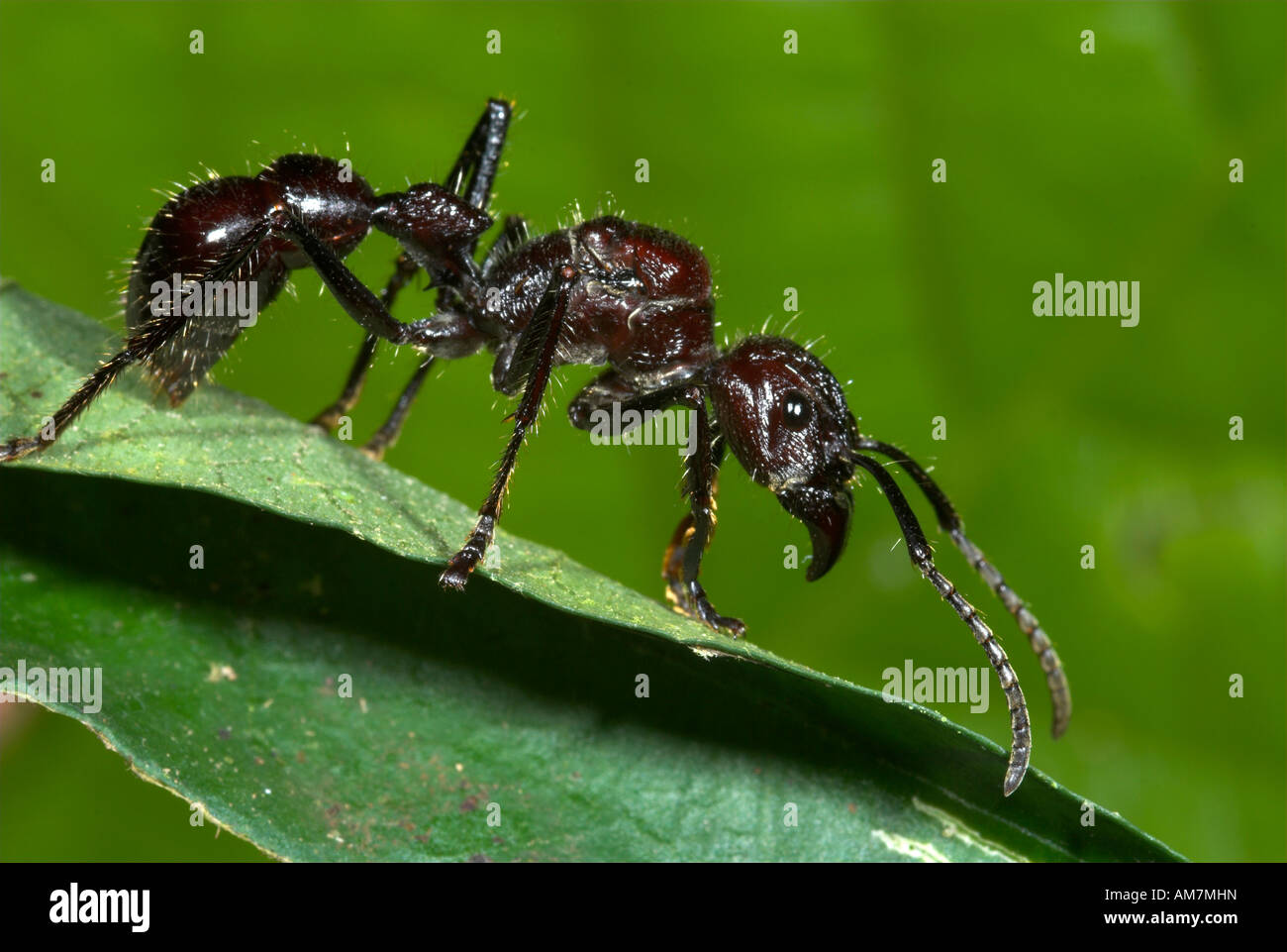 Bullet Ant oder 24 Stunden Ameise Paraponeragroße Clavata Iquitos Peru Stockfoto