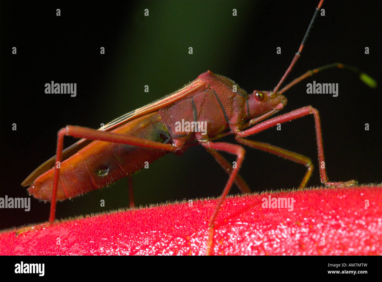 Pflanze-Bug Miridae sp Manu Peru Stockfoto