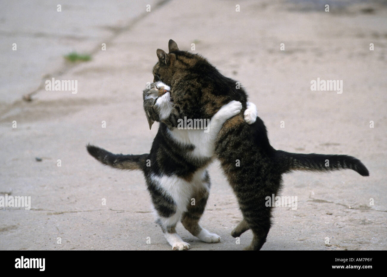Hauskatzen, zwei männliche Katzen kämpfen, Verschrottung, raufenden Stockfoto