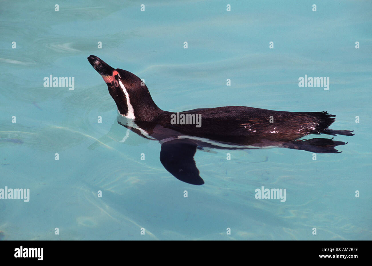 Humboldt-Pinguin Spheniscus Humbolti Familie Spheniscidae Stockfoto