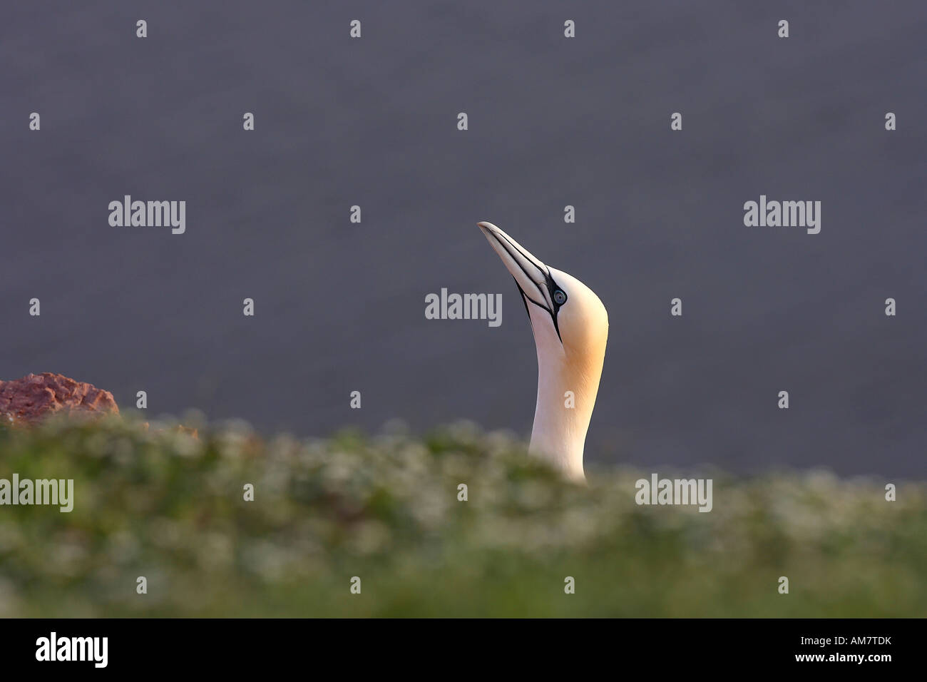 Basstölpel (Morus Bassanus Sula Bassana) Stockfoto