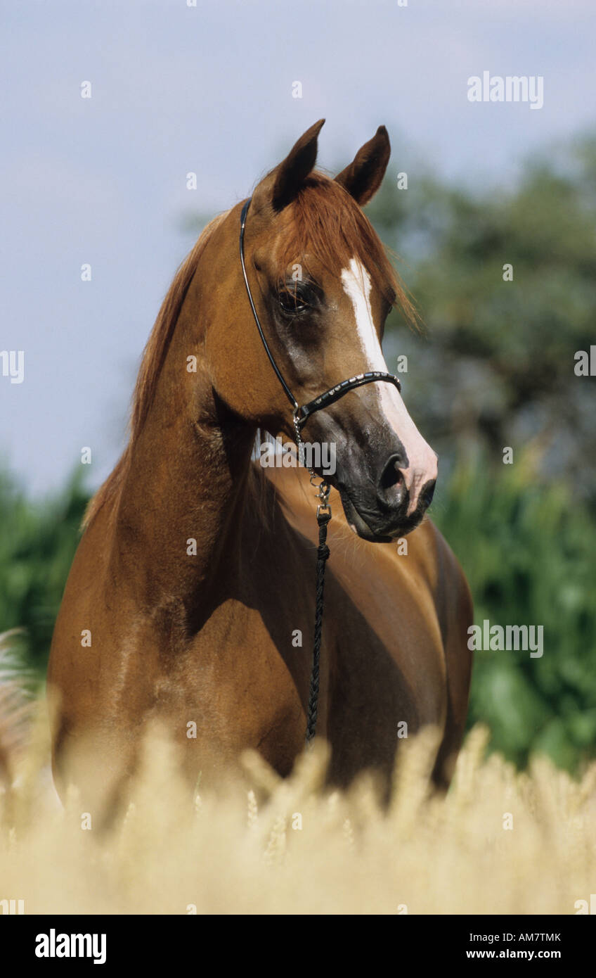 Arabisches Pferd (Equus Caballus), Portrait einer Braune Stute Stockfoto