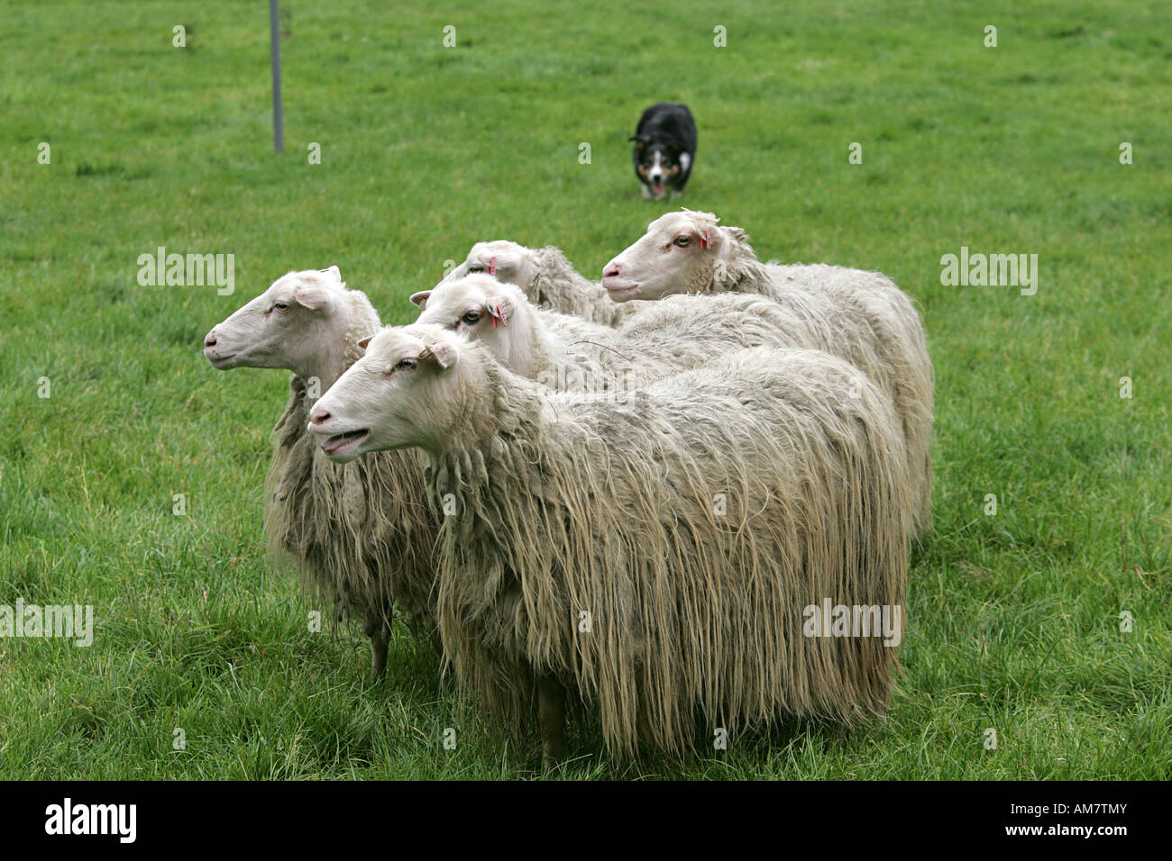 Herding Hund Wettbewerb, Hundstage, Herrenstrunden, North Rhine-Westphalia, Deutschland Stockfoto