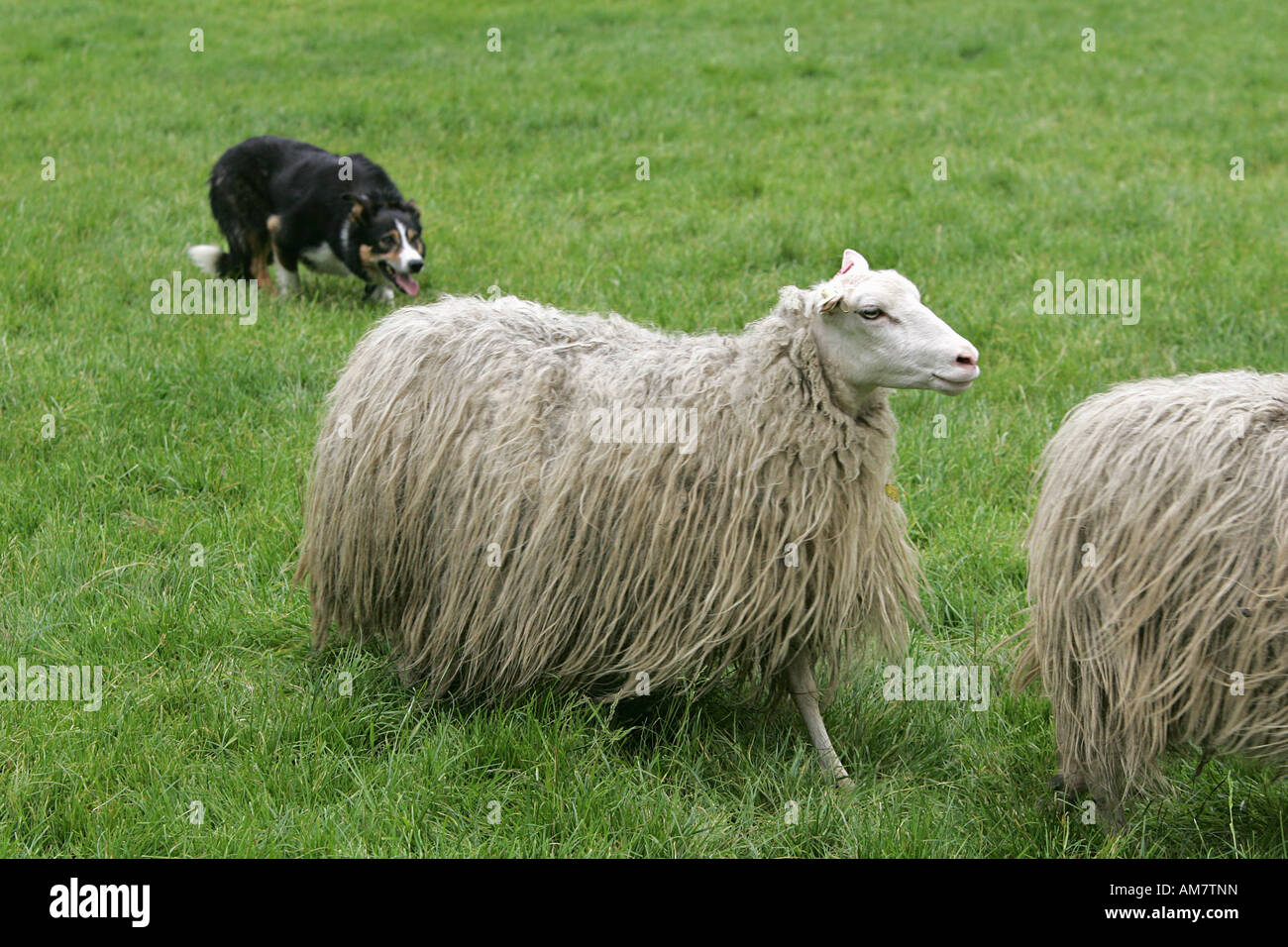 Herding Hund Wettbewerb, Hundstage, Herrenstrunden, North Rhine-Westphalia, Deutschland Stockfoto