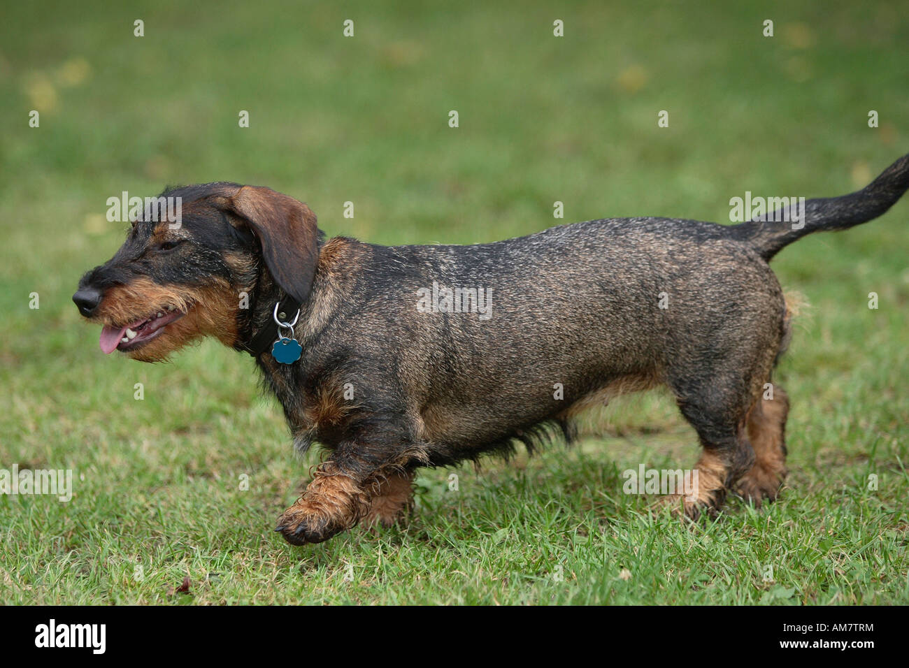 Rauhaar Dackel Stockfoto