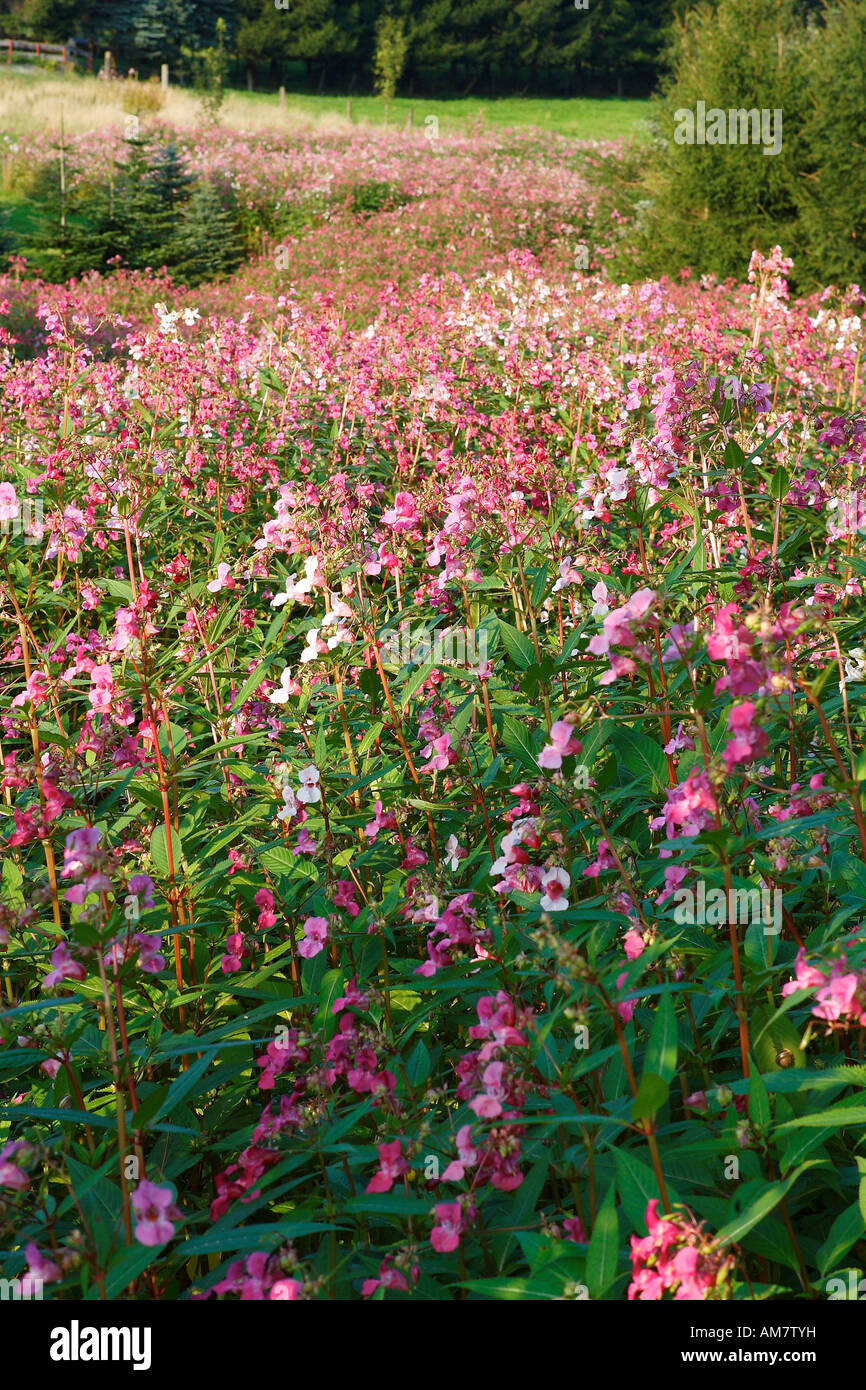 Drüsige Springkraut (Impatiens Glandulifera), Kuerten, North Rhine-Westphalia, Deutschland Stockfoto