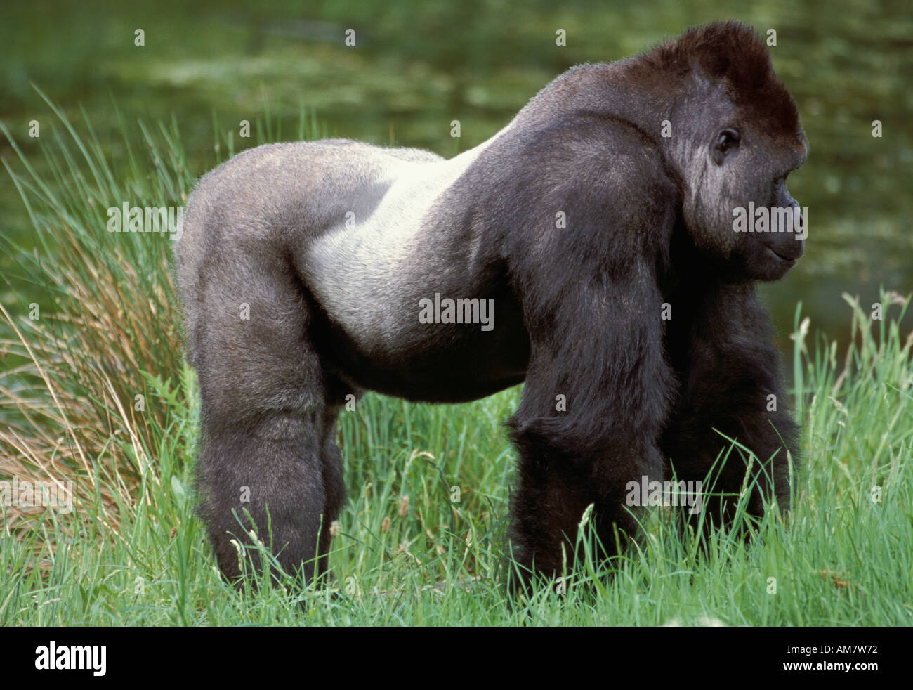 Flachlandgorilla Gorilla Gorilla Uganda Stockfoto