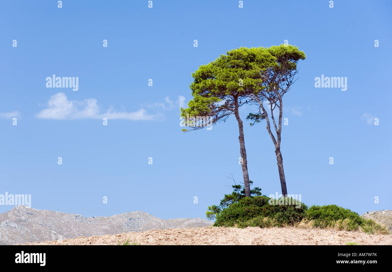 Landschaft in der Nähe von Arta, Mallorca, Balearen, Spanien Stockfoto