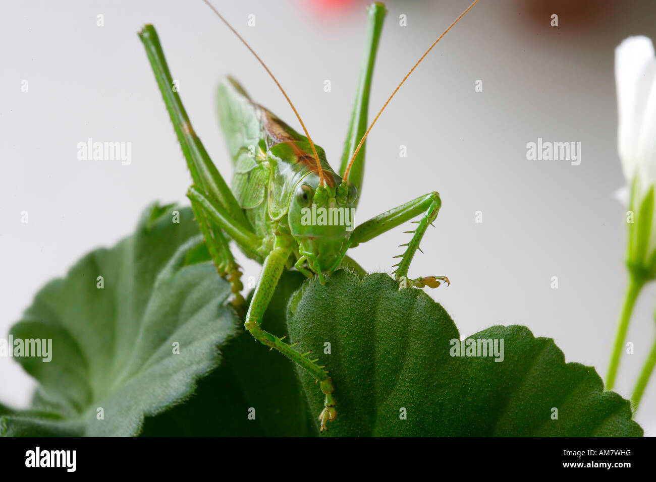 Große grüne Bush-Cricket (Tettigonia Viridissima) Stockfoto