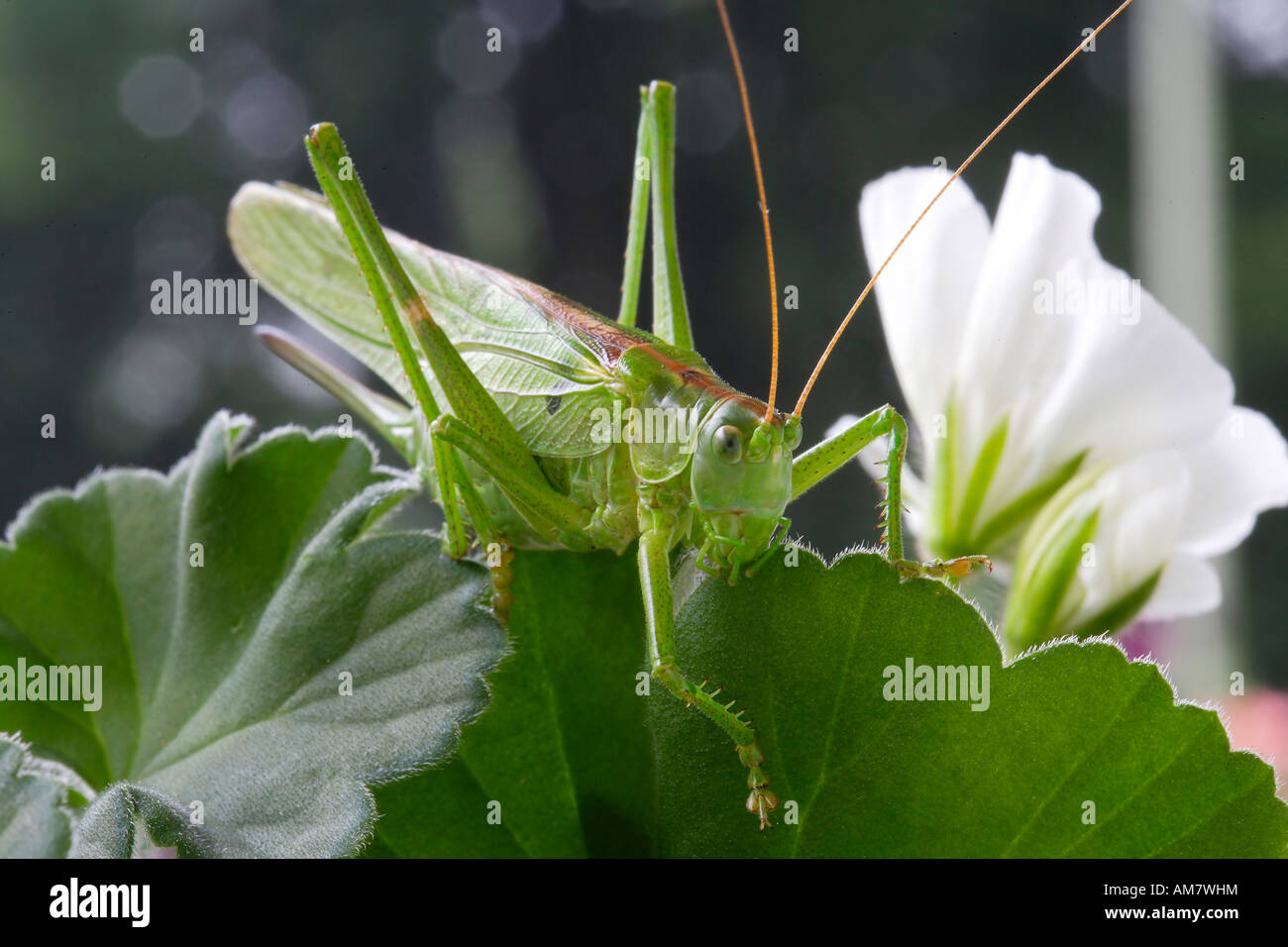 Große grüne Bush-Cricket (Tettigonia Viridissima) Stockfoto