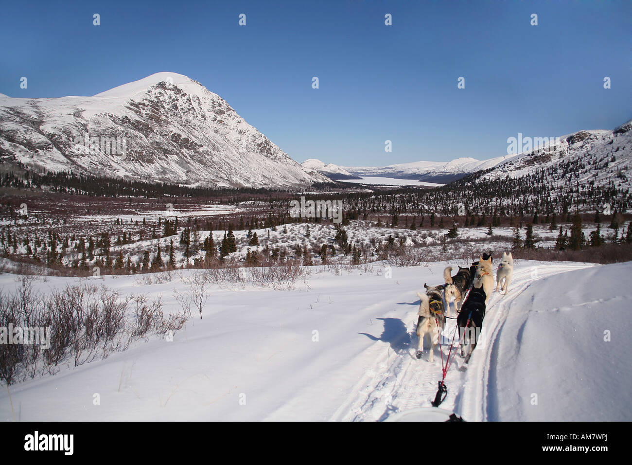 Dogteam aus Sicht der Musher Fish Lake, Yukon Territorium, Kanada Stockfoto