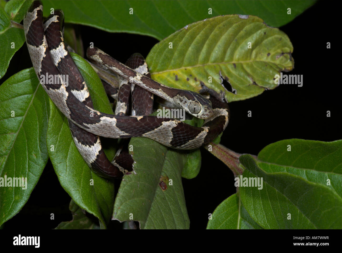 Stumpfe Spitze Tree Snake Imantodes Cenchoa Iquitos Peru Stockfoto