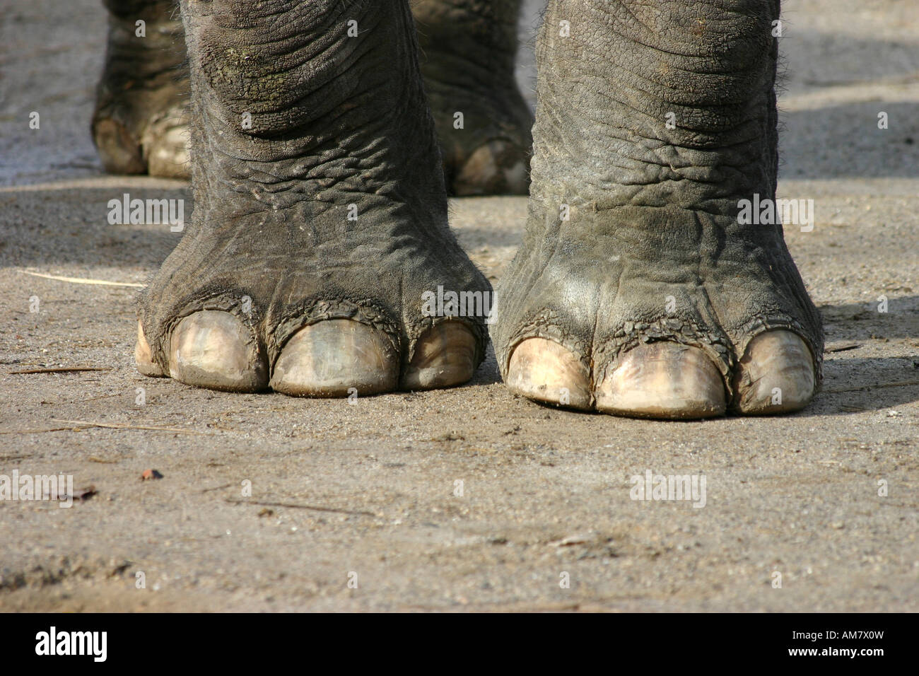 Elefantenfüße, Zoo Stockfoto