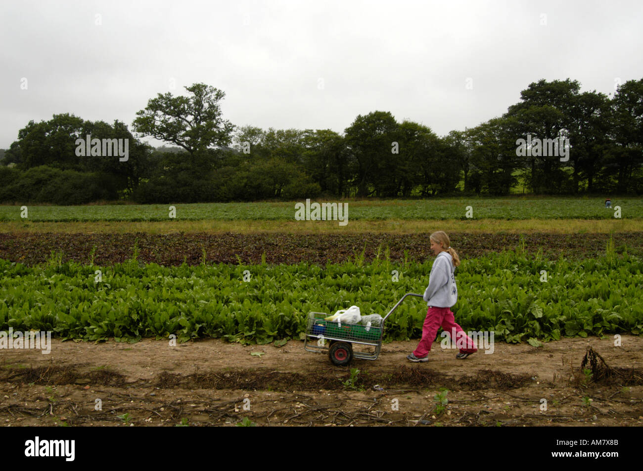 Wheeling Mädchen holte Obst und Gemüse am Parkside Pick Your Own Bauernhof in Enfield England UK Stockfoto