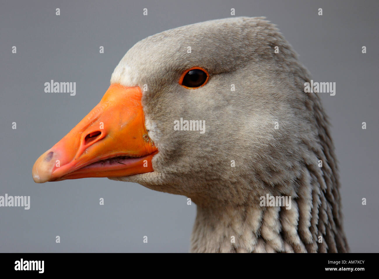 Graugans (Anser Anser) Stockfoto