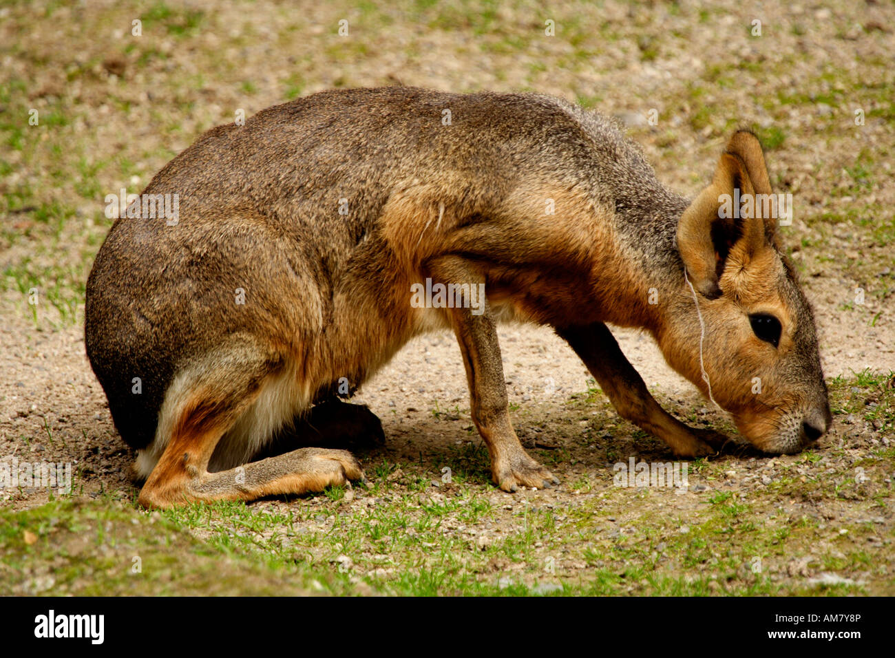 Grosser Mara Stockfotos und bilder Kaufen Alamy