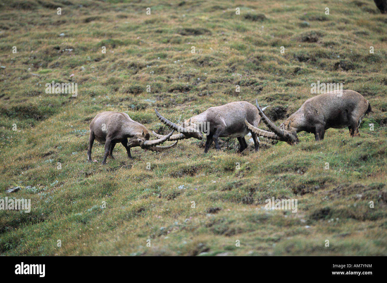 Alpensteinbock (Capra Ibex), ausgewachsene Männchen Making-off Gebiet Grenze Stockfoto