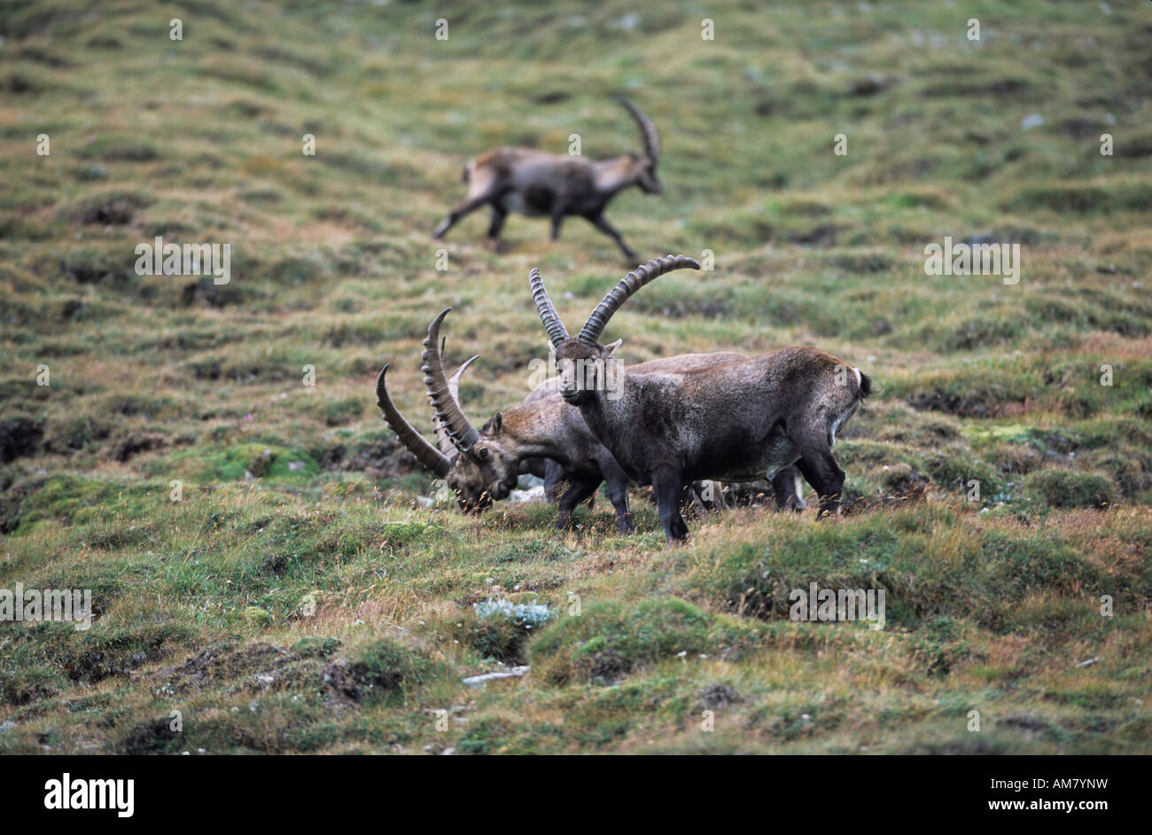 Alpensteinbock (Capra Ibex), eine Gruppe von Erwachsenen Männern. Stockfoto