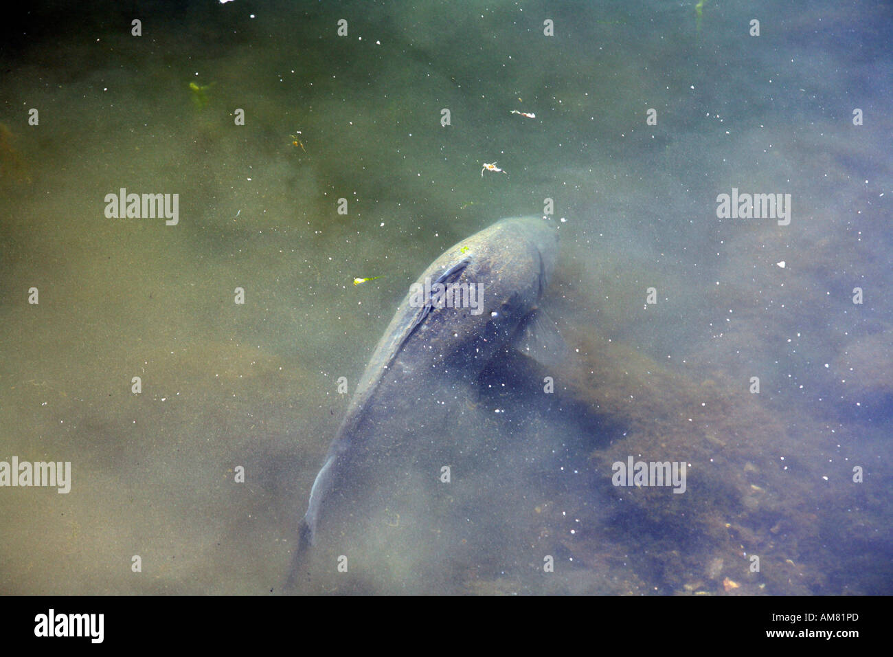 Große Karpfen füttern flachen Rande der Themse in zentralen lesen Stockfoto