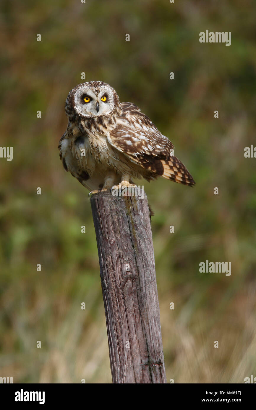 Sumpfohreule (Asio Flammeus) Stockfoto