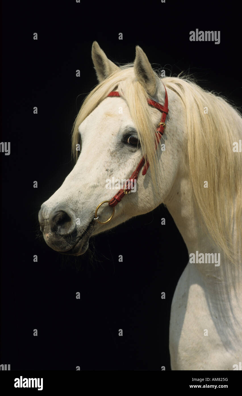 Arabisches Pferd (Equus Caballus), Portrait von mare Stockfoto