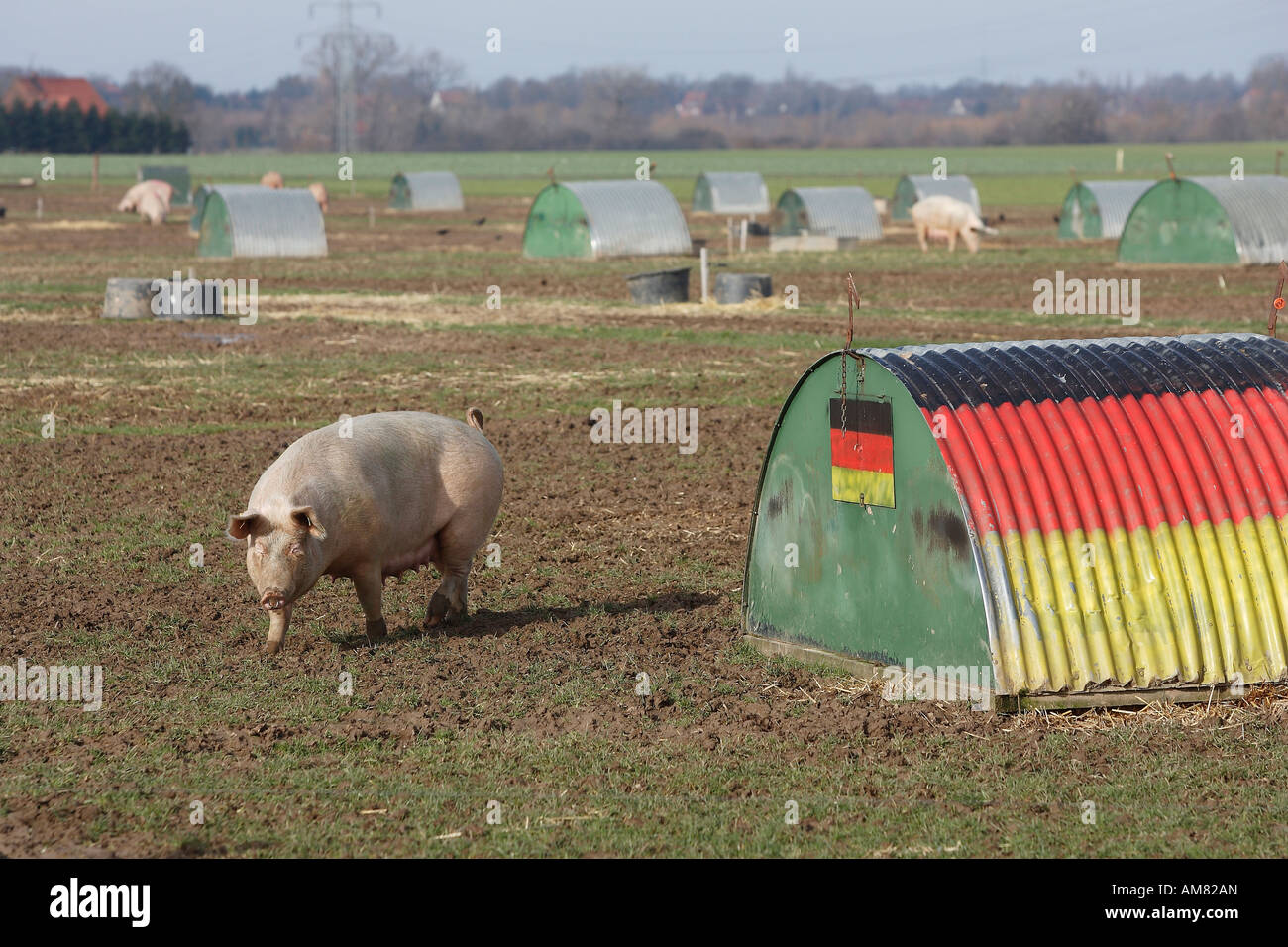 Freilaufende Schweine, Petershagen, Nordrhein-Westfalen, Deutschland Stockfoto