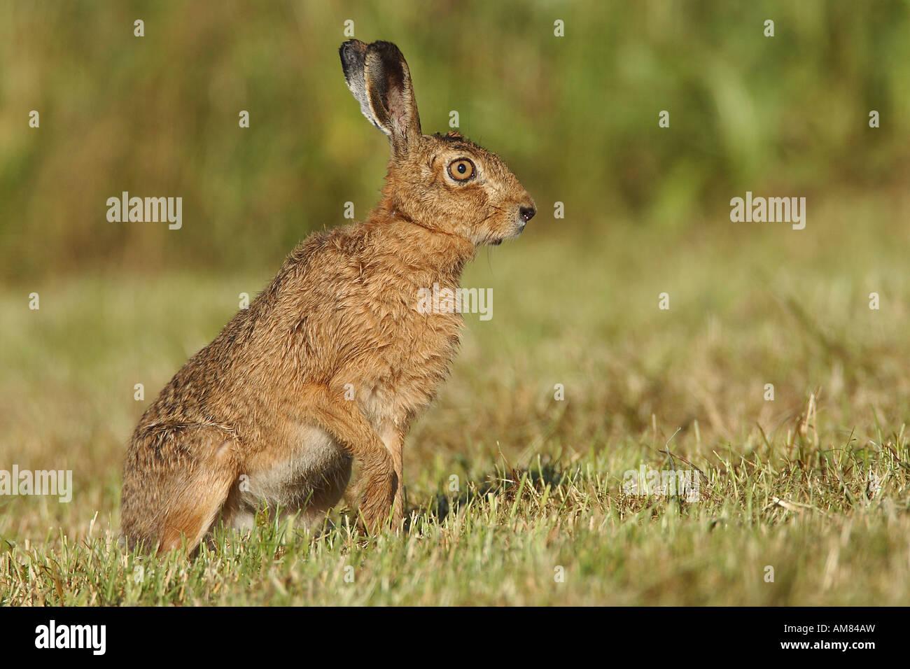 Hase (Lepus Europaeus) Stockfoto