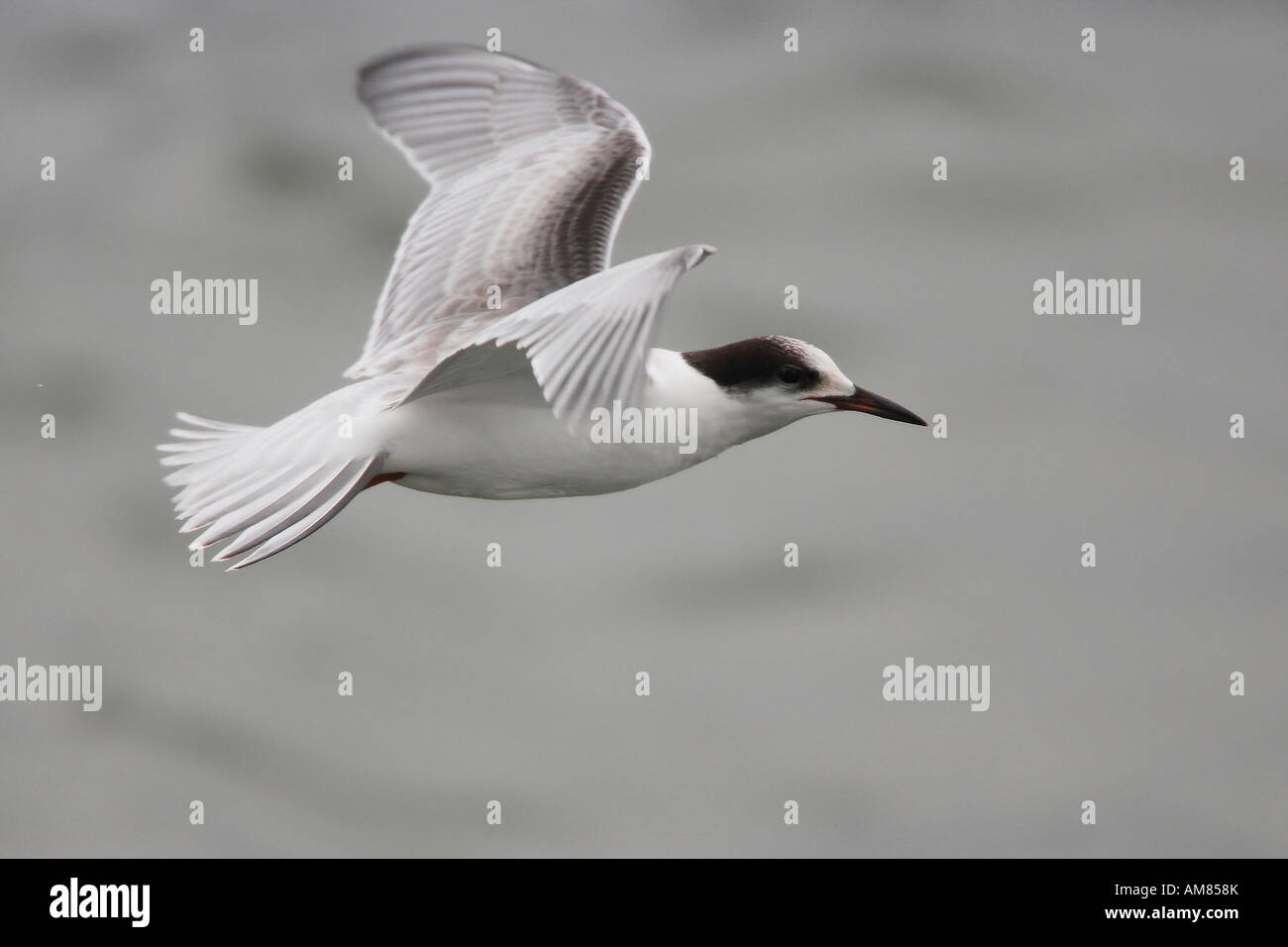 Junge Seeschwalbe (Sterna Hirundo) fliegen Stockfoto