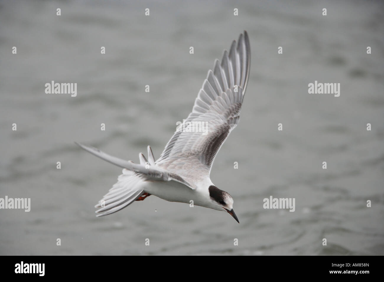 Junge Seeschwalbe (Sterna Hirundo) fliegen Stockfoto