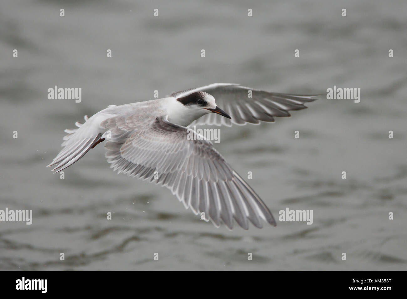 Junge Seeschwalbe (Sterna Hirundo) fliegen Stockfoto