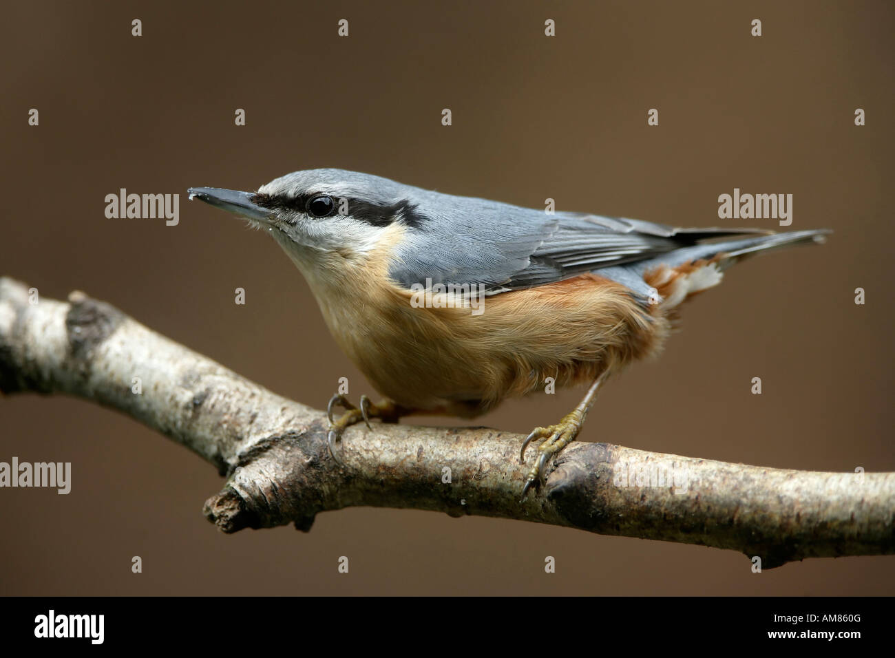 Eurasische Kleiber Sitta Europaea, Vogel des Jahres 2006 Stockfoto