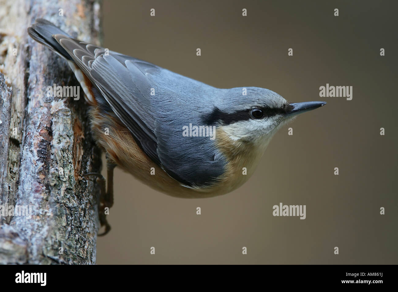 Eurasische Kleiber Sitta Europaea, Vogel des Jahres 2006 Stockfoto